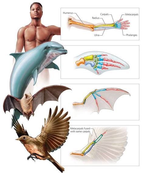 how are bats similar to humans